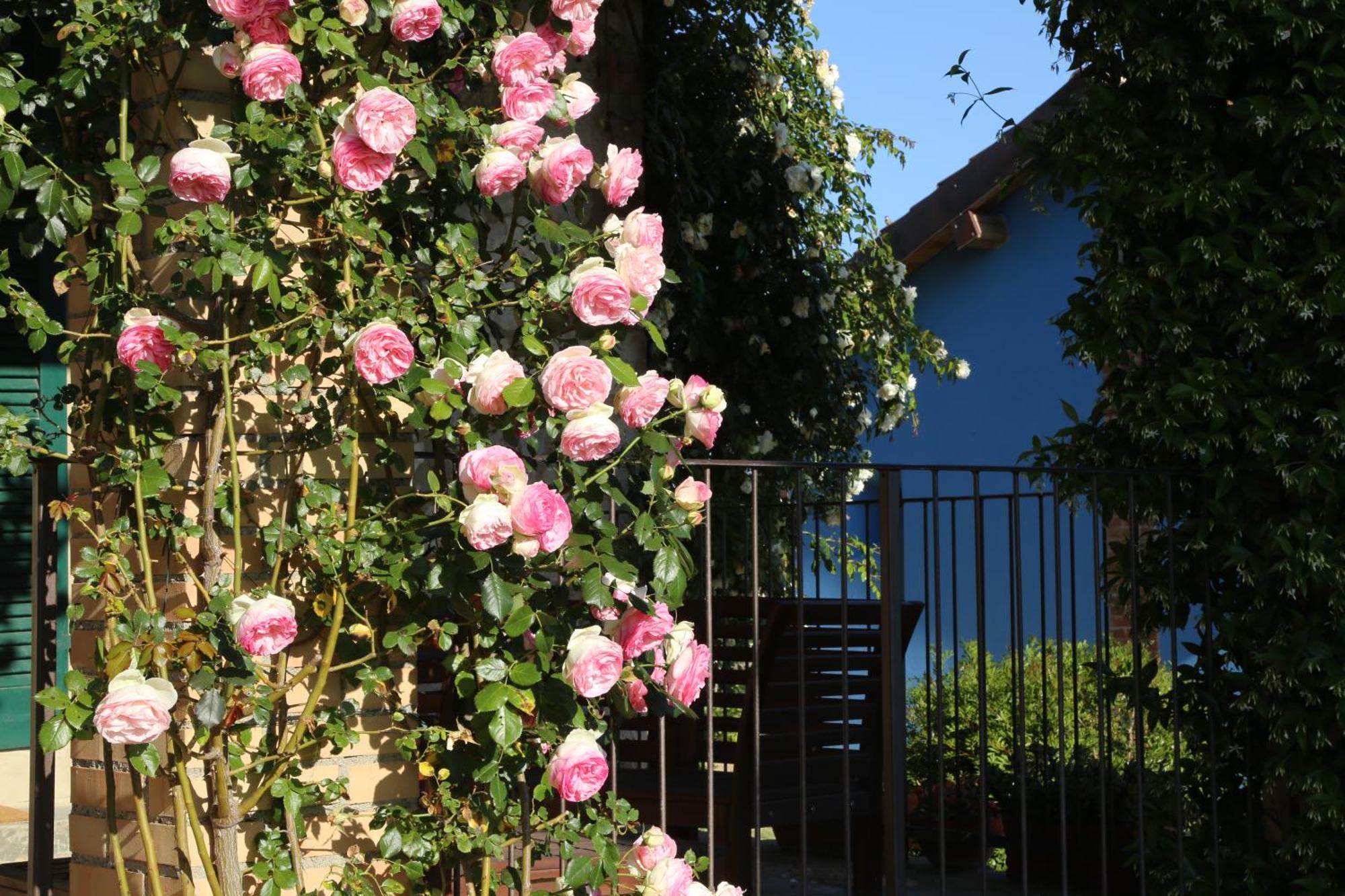 Casa Maria Villa Magliano in Toscana Exterior photo